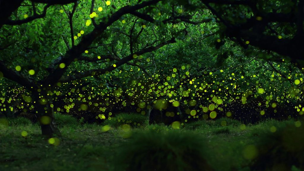 Fireflies