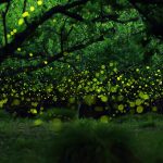 Fireflies