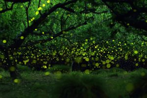 Fireflies