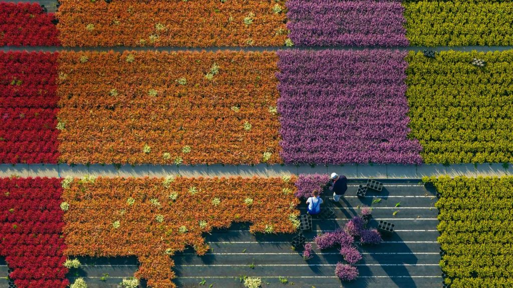 Flower Farming