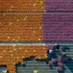 Flower Farming