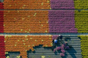 Flower Farming
