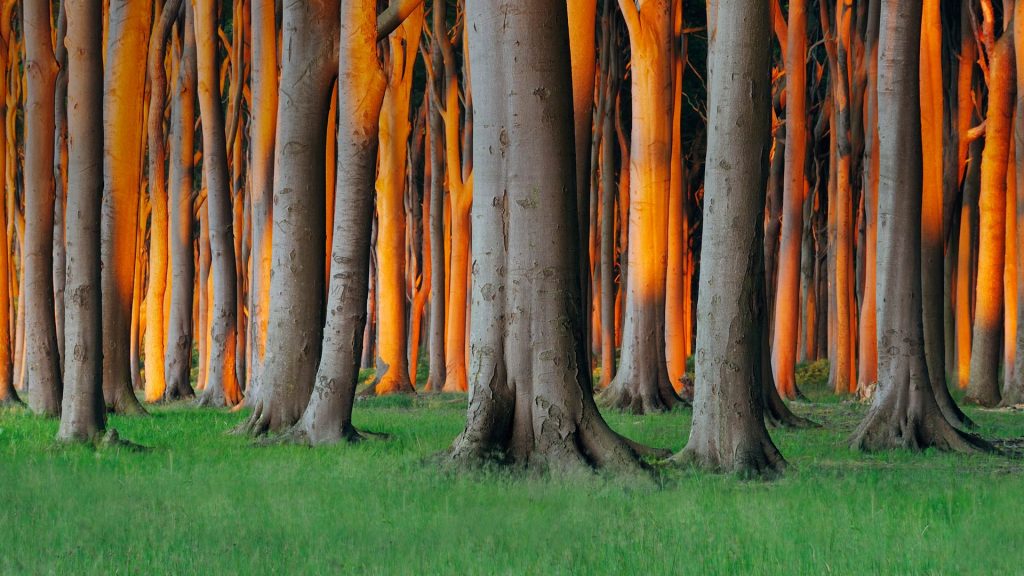 Germany Beech Trees