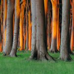 Germany Beech Trees