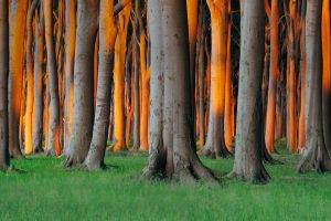 Germany Beech Trees