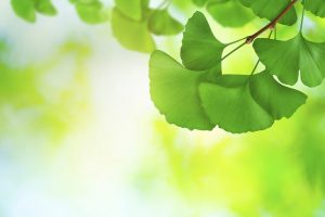 Ginkgo Leaves