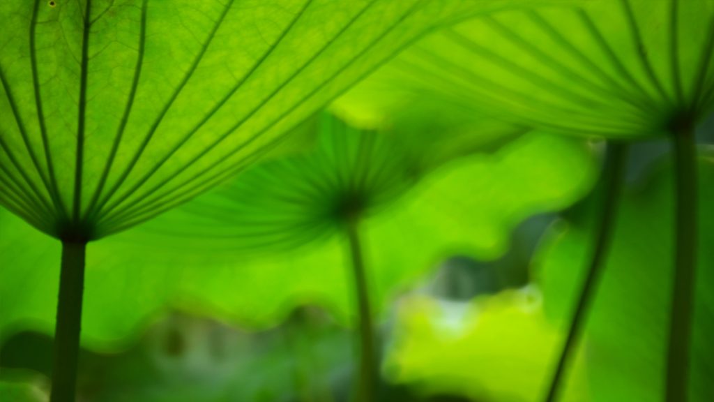 Green Lotus Leaves