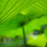 Green Lotus Leaves