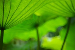 Green Lotus Leaves