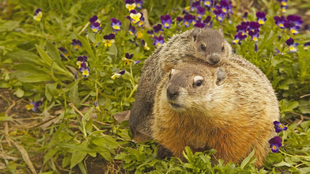 Groundhog Adult And Young