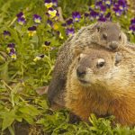 Groundhog Adult And Young