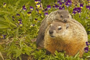 Groundhog Adult And Young