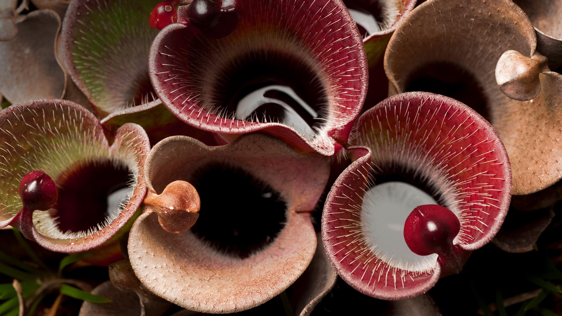 Heliamphora Pulchella