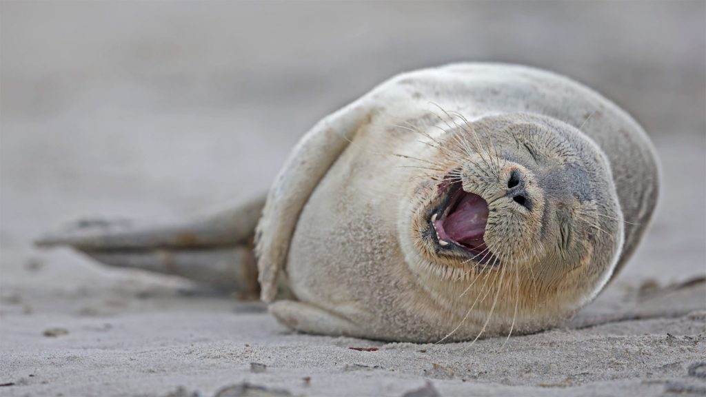 Heligoland Seal Pup