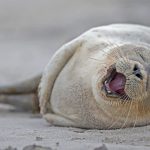 Heligoland Seal Pup
