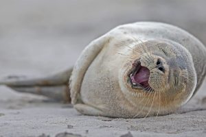 Heligoland Seal Pup