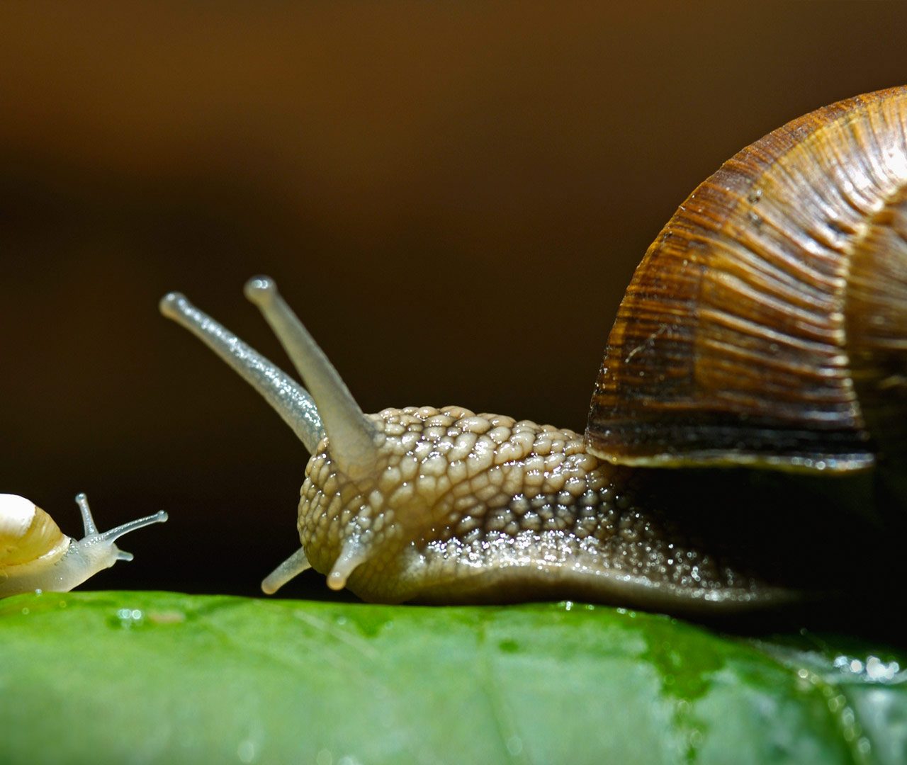 Улитка день и ночь. Улитка Helix pomatia. Улитята виноградной улитки. Моллюски Виноградная улитка. Улитенок виноградной улитки.