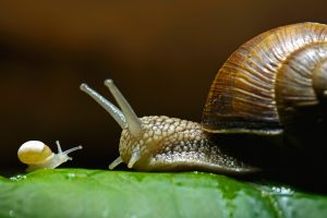 Helix Pomatia