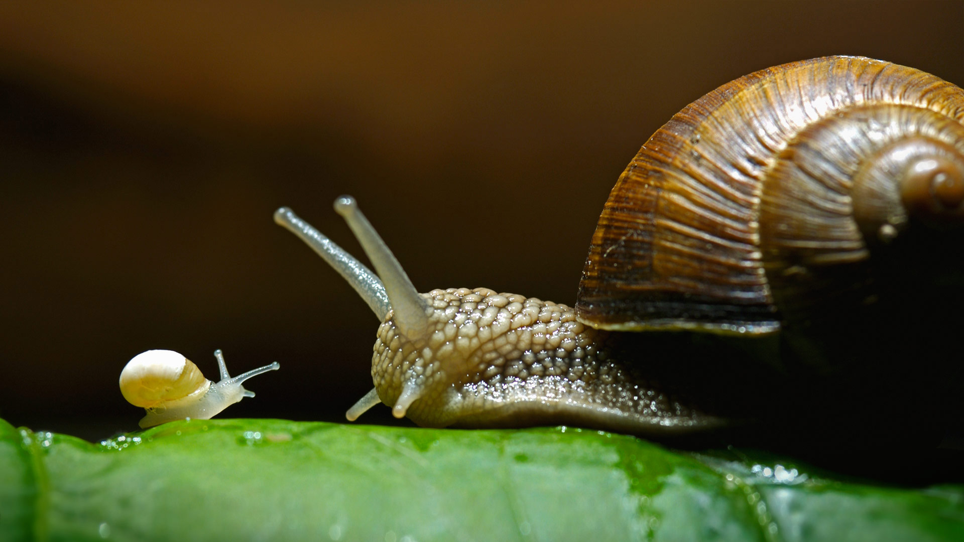 Helix Pomatia