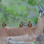 Impala AND Redbilled Oxpeckers
