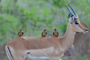 Impala AND Redbilled Oxpeckers