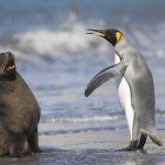 King Penguin And Antarctic Seal