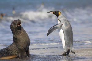 King Penguin And Antarctic Seal