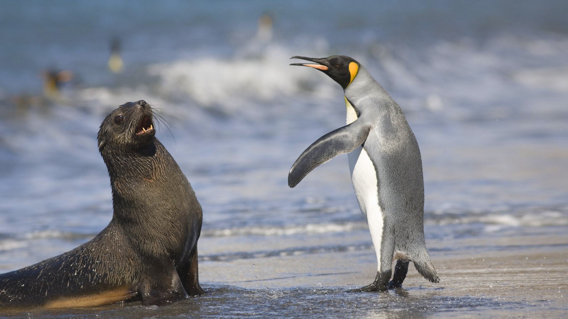 King Penguin And Antarctic Seal