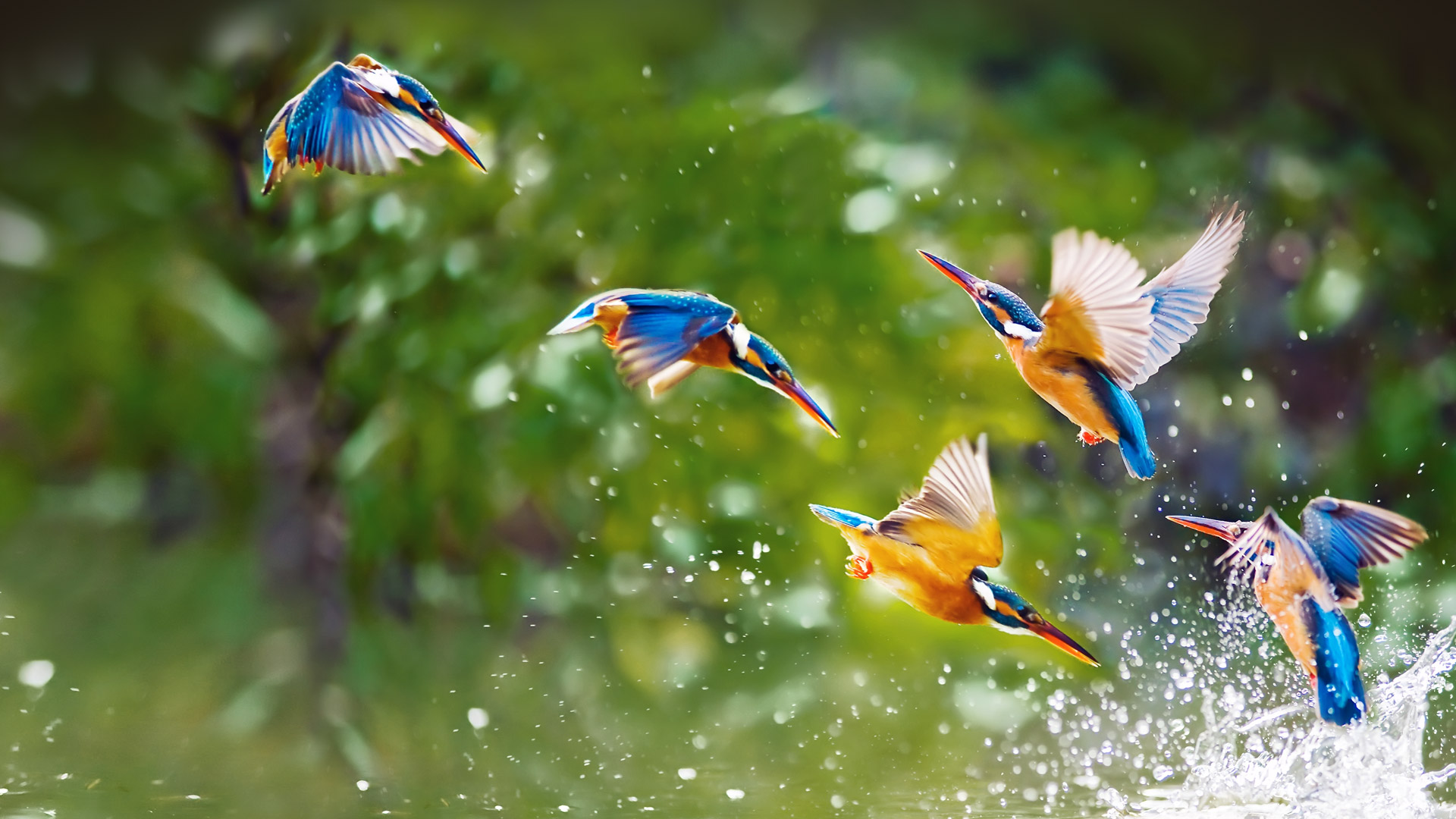 Kingfishers Taipei