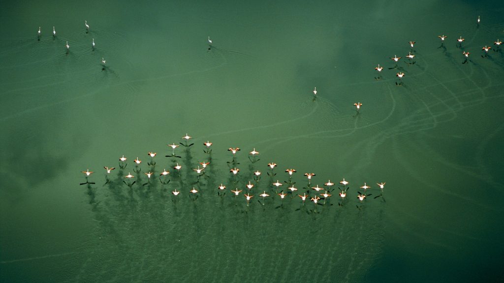 Lake Magadi Flamingos