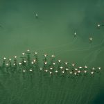 Lake Magadi Flamingos