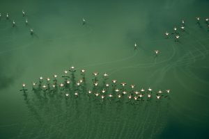Lake Magadi Flamingos