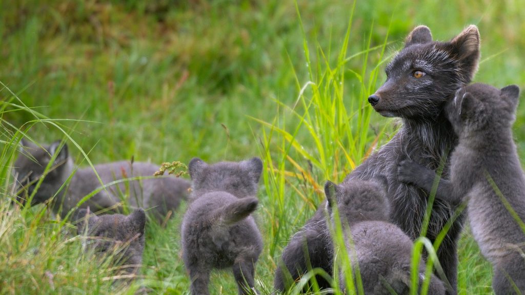 Lapland Fox Pups