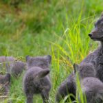 Lapland Fox Pups