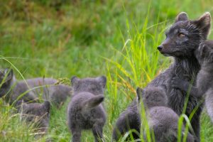 Lapland Fox Pups