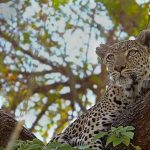 Leopard Moremi Reserve