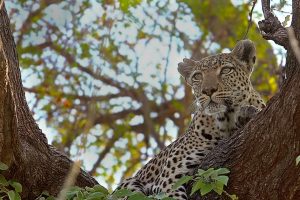 Leopard Moremi Reserve