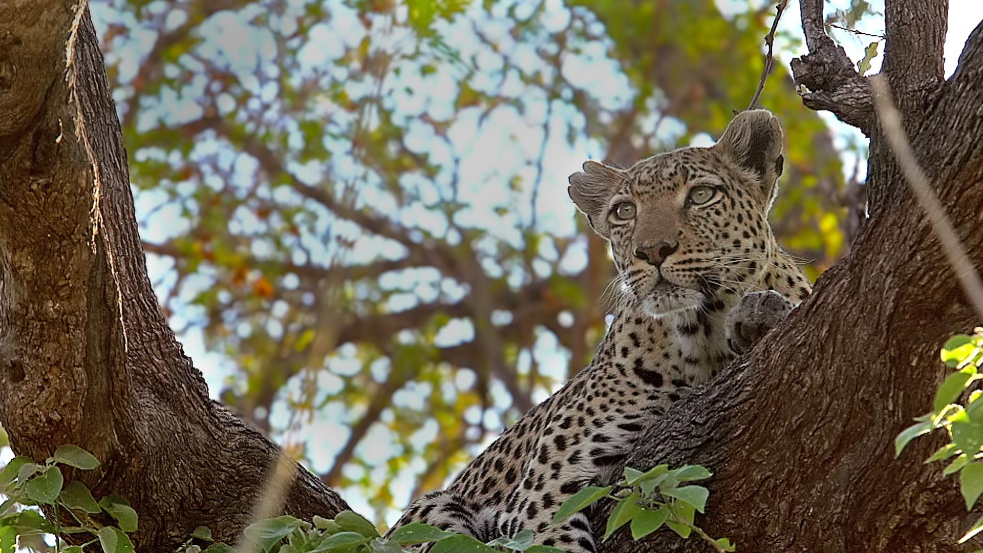 Leopard Moremi Reserve