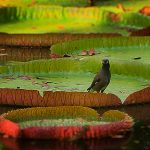 Lily Pad Bird Video