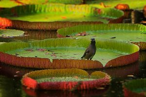 Lily Pad Bird Video