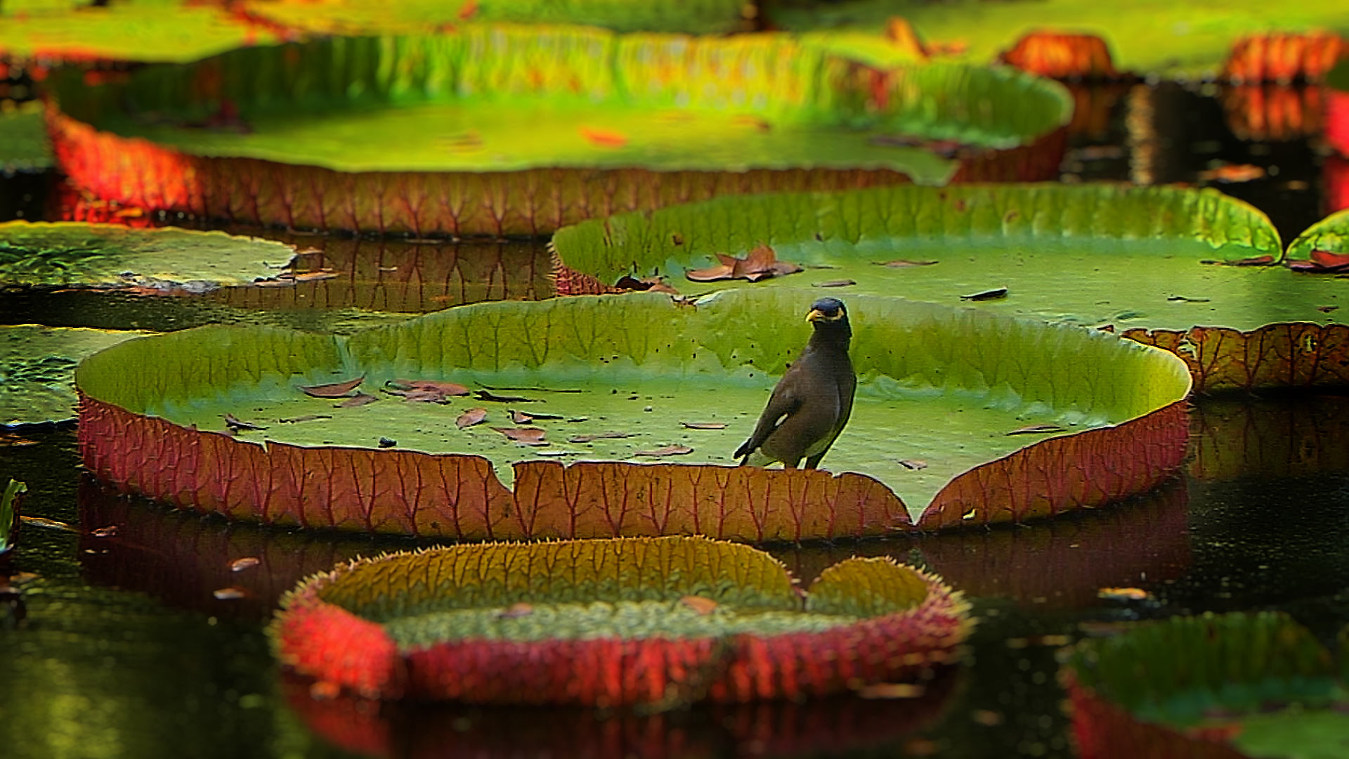 Lily Pad Bird Video