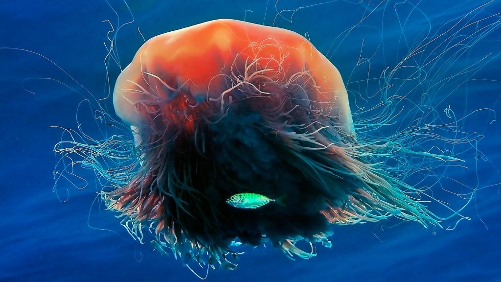 Lions Mane Jellyfish