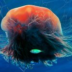 Lions Mane Jellyfish