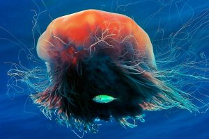 Lions Mane Jellyfish