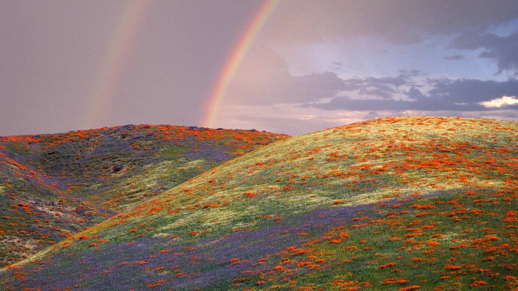 Lupine And Poppies