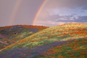 Lupine And Poppies