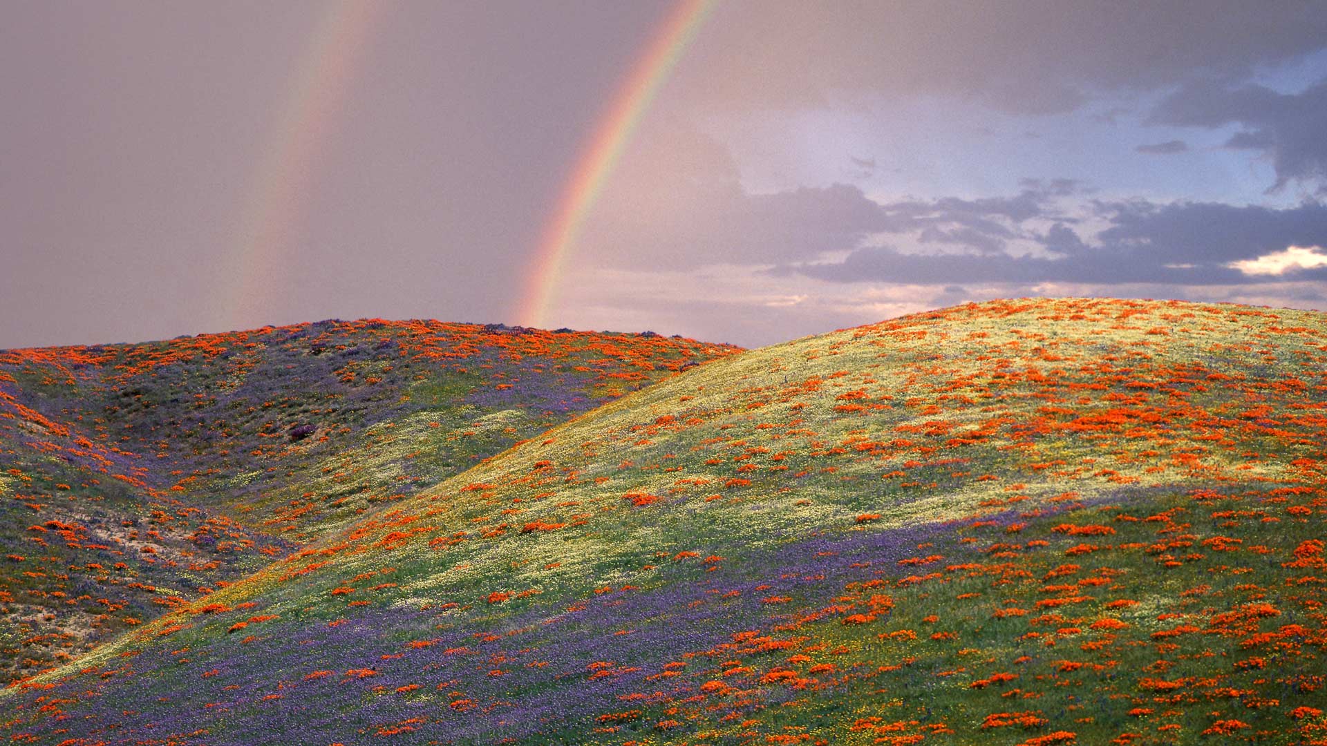 Lupine And Poppies