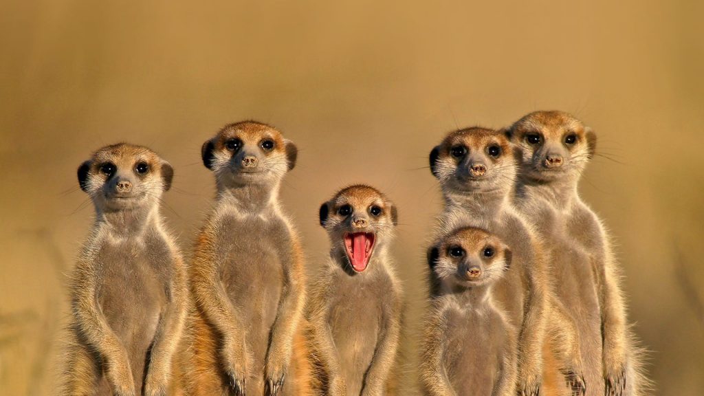 Meerkat Cousins