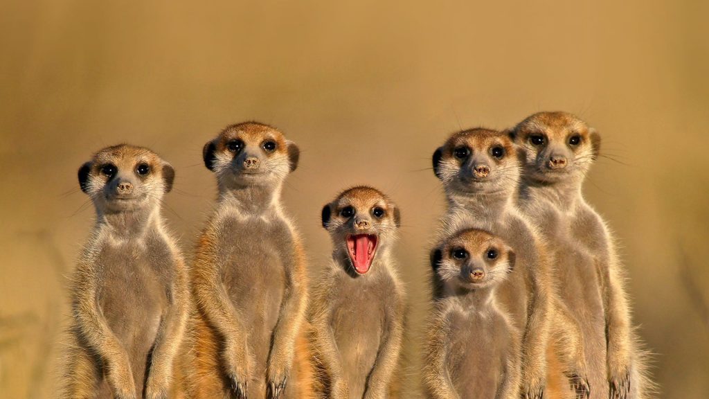 Meerkat Cousins