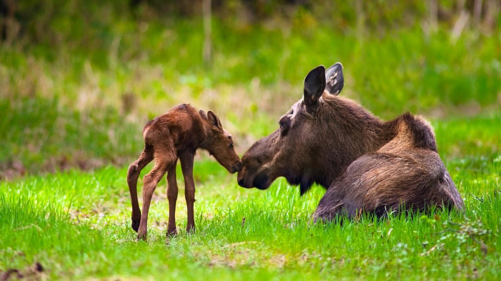 Moose Mom